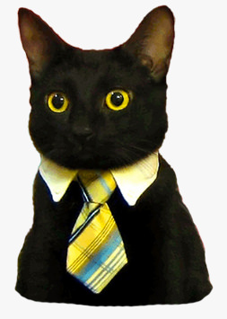 gatto con la cravatta