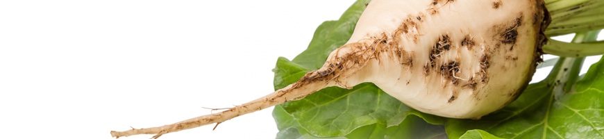 Barbabietola da zucchero