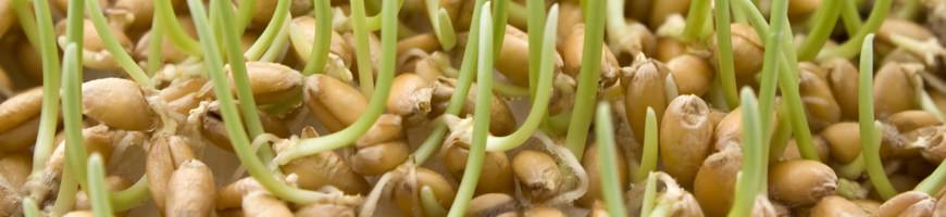 Germe di grano