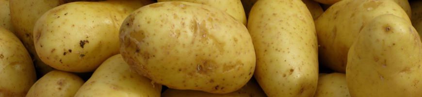 Patate